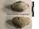 Rhynchonella stiegelmani