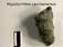 Hypoturrilites carcitanensis