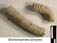 Stomohamites simplex